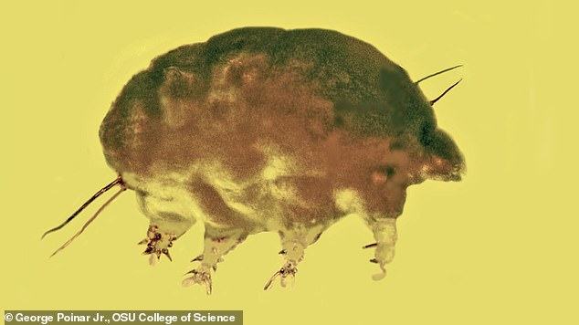Researchers have found what they are calling 'mold pigs', which are no longer than 100 micrometers, grew by molting their exoskeleton and feasted on fungi